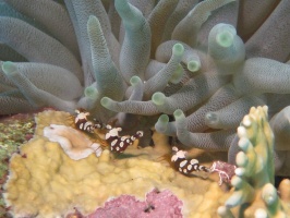 IMG 8939 Squat Anemone Shrimp